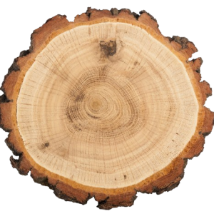 AdobeStock_72548788_Preview-removebg-preview